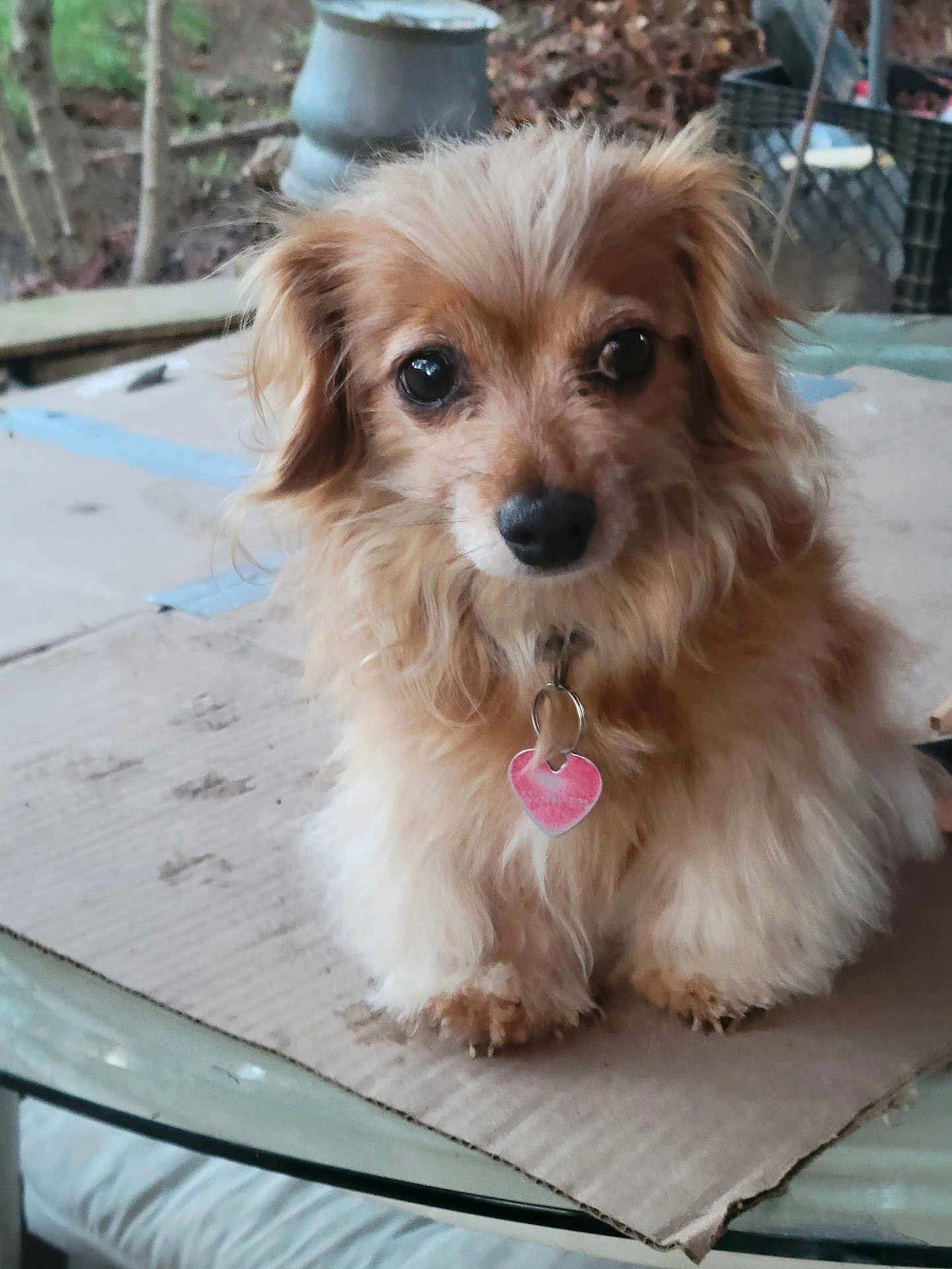 Ruby joined the competition — help win amazing prizes! dog, small_dog, fluffy, heart_tag, cardboard, glass_table, outdoor, pet, cute, fur, brown_fur, sitting, close_up, animal, collar, eyes, nose, ears, background, garden