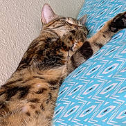 Patches joined the competition — help win amazing prizes! cat, tabby, sleeping, resting, feline, pet, animal, cushion, pattern, blue, indoor, cozy, fur, whiskers, paw, relaxation, closeup, texture, spot, peaceful