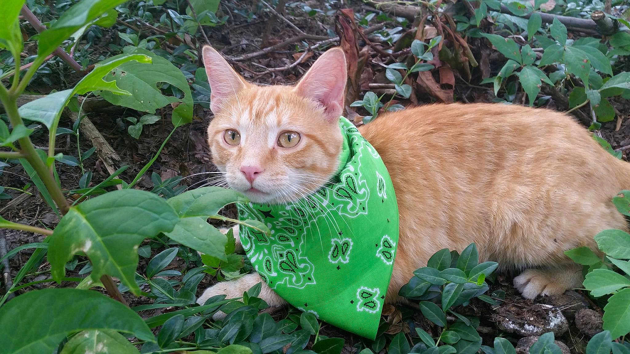 Leo
