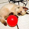 Duchess is registered to the contest to win money with this photo: kitten, cat, siamese, blue_eyes, fluffy, red_ball, toy, floor, tile_floor, indoor, pet, animal, cute, playful, claws, paw, resting, curious, black_metal, plant_stand