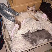 Duchess is registered to the contest to win money with this photo: kitten, cat, pet, indoor, blanket, cozy, container, fur, cute, animal, resting, playful, winking, household, box, floor, tile, gray_cat, cream_cat, domestic