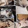 Duchess joined the competition — help win amazing prizes! kitten, cat, blue_eyes, fluffy, indoor, pet, playful, cozy, cushion, floor, toy, resting, box, wire, collage, multiple, fur, cute, animal, home