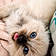 Duchess