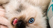 Duchess is registered to the contest to win money with this photo: kitten, cat, blue_eyes, fluffy, tongue_out, close_up, pet, cute, soft_blanket, indoor, relaxed, playful, feline, young_animal, fur, adorable, animal_face, pink, cozy, resting