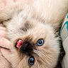 kitten, cat, blue_eyes, fluffy, tongue_out, close_up, pet, cute, soft_blanket, indoor, relaxed, playful, feline, young_animal, fur, adorable, animal_face, pink, cozy, resting