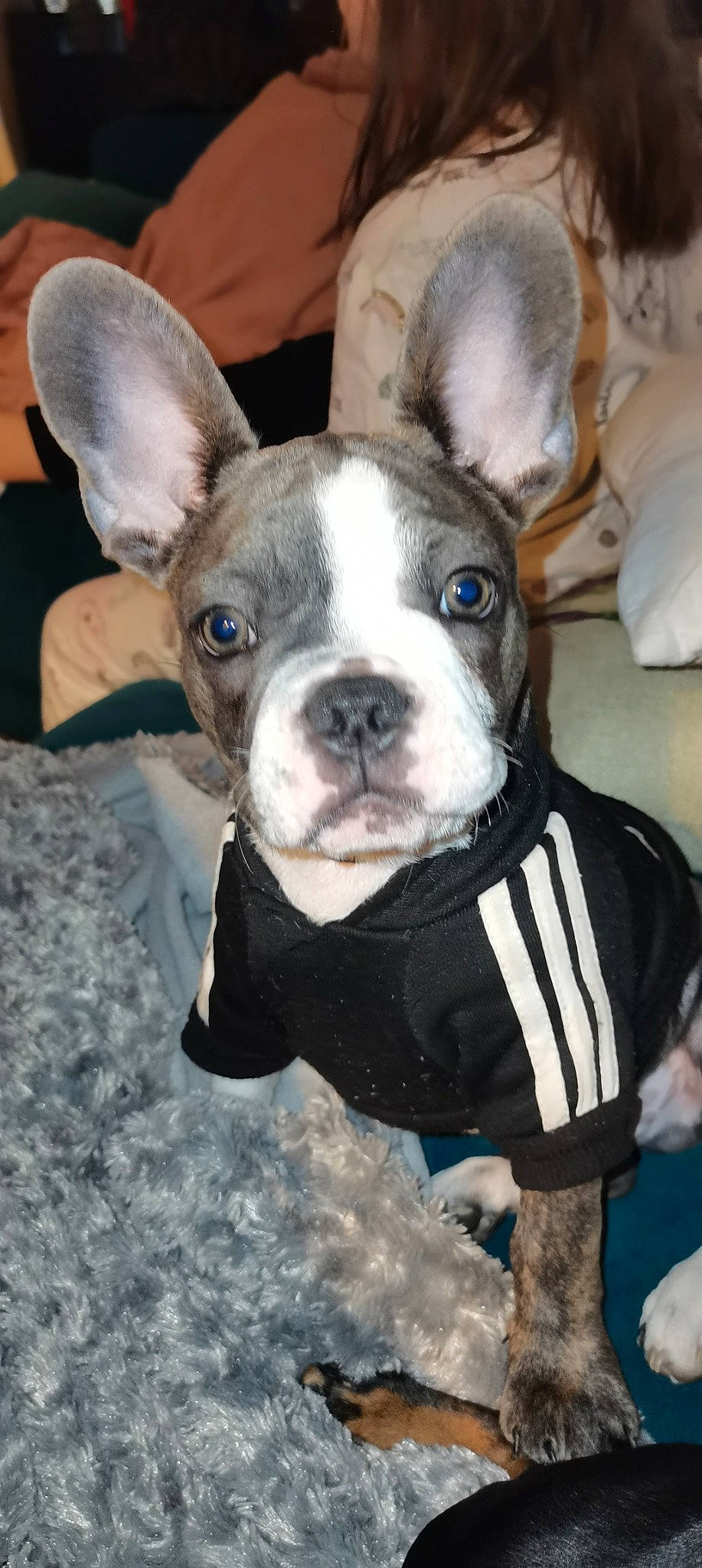 Shreck participe au concours pour gagner de l'argent avec cette photo : boston_terrier, canidae, carnivore, collar, companion_dog, dog, dog_breed, dog_collar, ear, eye, fawn, french_bulldog, fur, head, snout, sporting_group, terrestrial_animal, toy_dog, whiskers, working_animal