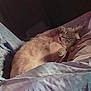 Sapphire is registered to the contest to win money with this photo: animal, bed, blanket, cat, comfort, cozy, cute, domestic, feline, fur, indoor, mammal, nap, pet, pillow, relaxing, resting, sleeping, soft, whiskers