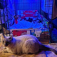 Sapphire joined the competition — help win amazing prizes! animal, blanket, blue_light, cage, cardboard_box, cat, comfort, cozy, fabric, feline, floor, fur, home, indoor, kitten, pet, relaxed, resting, sleeping, toy