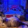 animal, blanket, blue_light, cage, cardboard_box, cat, comfort, cozy, fabric, feline, floor, fur, home, indoor, kitten, pet, relaxed, resting, sleeping, toy