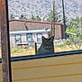 animal, building, cat, curious, daytime, dry_grass, ears, face, fence, hill, looking, nature, outdoor, pet, pole, rural, rustic, sky, sunlight, window