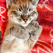 Stella is registered to the contest to win money with this photo: kitten, cat, sleeping, cozy, fluffy, cute, small, pet, animal, fur, whiskers, paws, relaxed, resting, indoor, closeup, adorable, soft, blanket, pink