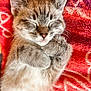 kitten, cat, sleeping, cozy, fluffy, cute, small, pet, animal, fur, whiskers, paws, relaxed, resting, indoor, closeup, adorable, soft, blanket, pink