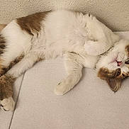 Clover is registered to the contest to win money with this photo: animal, brown_fur, cat, cute, domestic_animal, feline, fur, head, indoor, lying_down, paw, pet, playful, relaxed, resting, sleepy, surface, texture, wall, white_fur