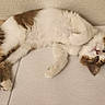animal, brown_fur, cat, cute, domestic_animal, feline, fur, head, indoor, lying_down, paw, pet, playful, relaxed, resting, sleepy, surface, texture, wall, white_fur