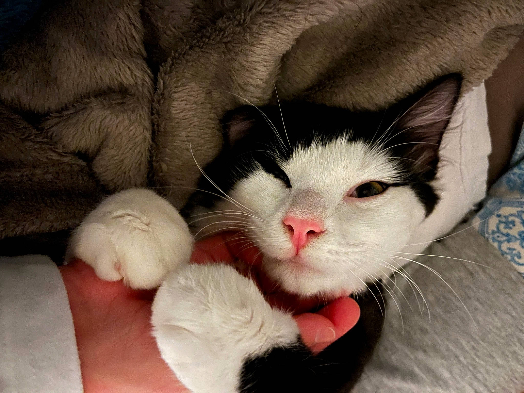 Shyro a rejoint le concours — aidez-le/la à gagner de superbes lots ! carmine, carnivore, cat, claw, comfort, domestic_short_haired_cat, eye, eyelash, felidae, foot, fur, head, lap, nap, paw, sleep, small_to_medium_sized_cats, snout, tail, whiskers