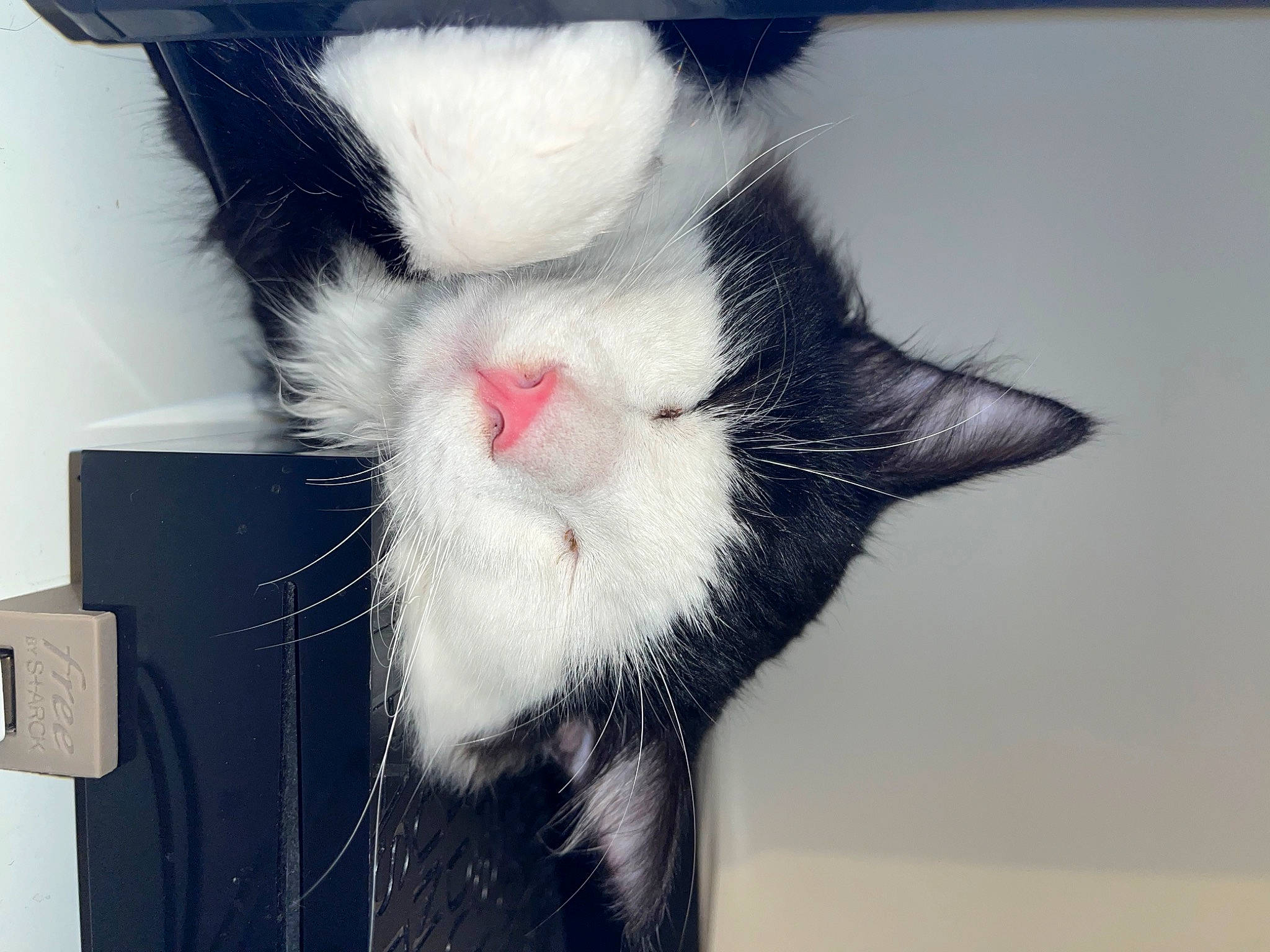 Shyro a rejoint le concours — aidez-le/la à gagner de superbes lots ! carnivore, cat, claw, comfort, domestic_short_haired_cat, ear, eye, felidae, foot, formal_wear, fur, gesture, head, human_body, paw, photo_caption, small_to_medium_sized_cats, snout, tail, whiskers