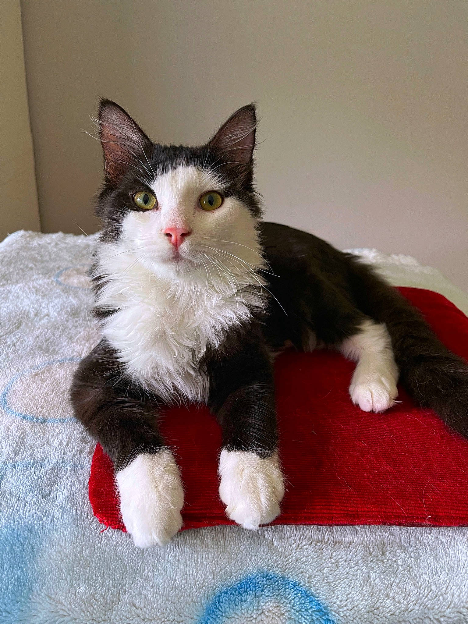 Shyro a rejoint le concours — aidez-le/la à gagner de superbes lots ! box, carnivore, cat, cat_supply, claw, domestic_short_haired_cat, felidae, flooring, fur, hardwood, paw, small_to_medium_sized_cats, snout, tail, whiskers