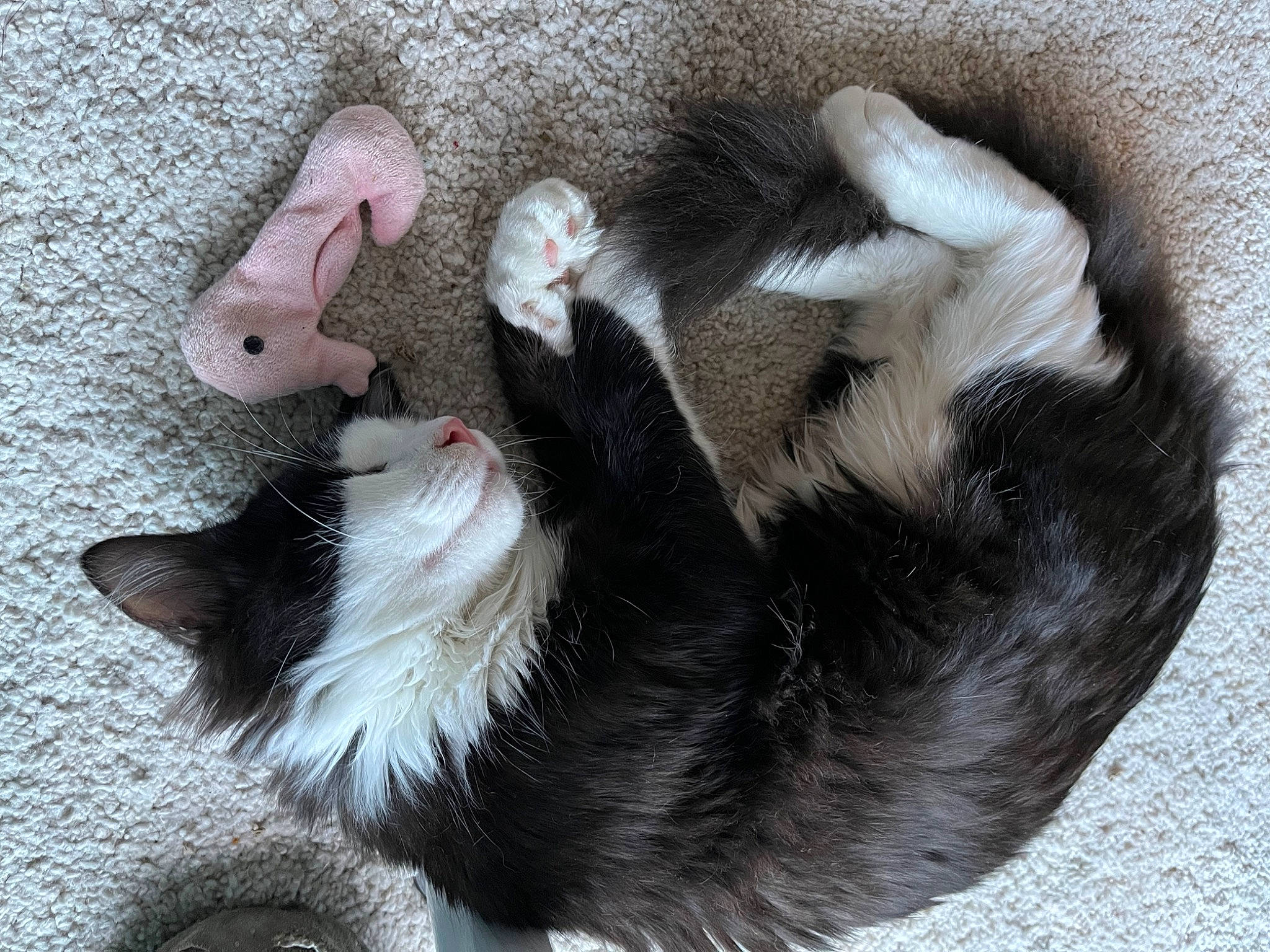 Shyro a rejoint le concours — aidez-le/la à gagner de superbes lots ! canidae, carnivore, cat, cat_bed, cat_supply, claw, comfort, companion_dog, dog_breed, fawn, felidae, foot, fur, paw, small_to_medium_sized_cats, tail, whiskers