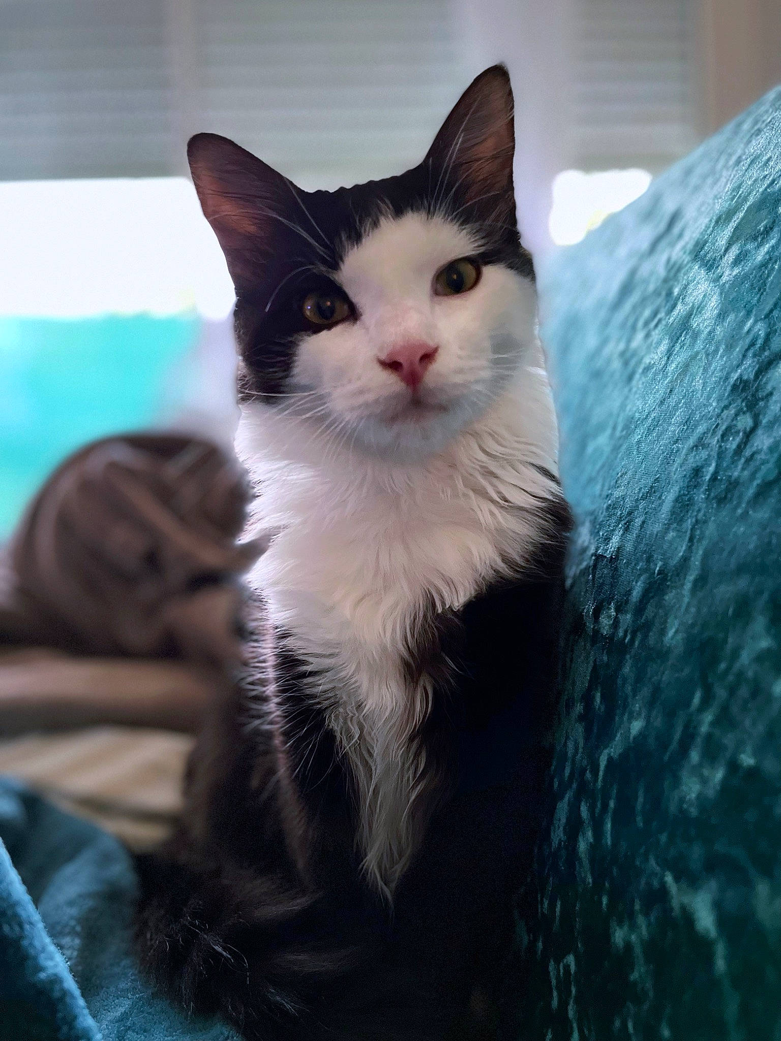 Shyro a rejoint le concours — aidez-le/la à gagner de superbes lots ! carnivore, cat, domestic_short_haired_cat, felidae, formal_wear, fur, paw, sitting, small_to_medium_sized_cats, snout, tail, tree, whiskers, window