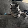 cat, gray_cat, pet, feline, animal, indoor, couch, furniture, fluffy, resting, paws, closeup, portrait, soft_focus, cozy, domestic, mammal, whiskers, ears, relaxed