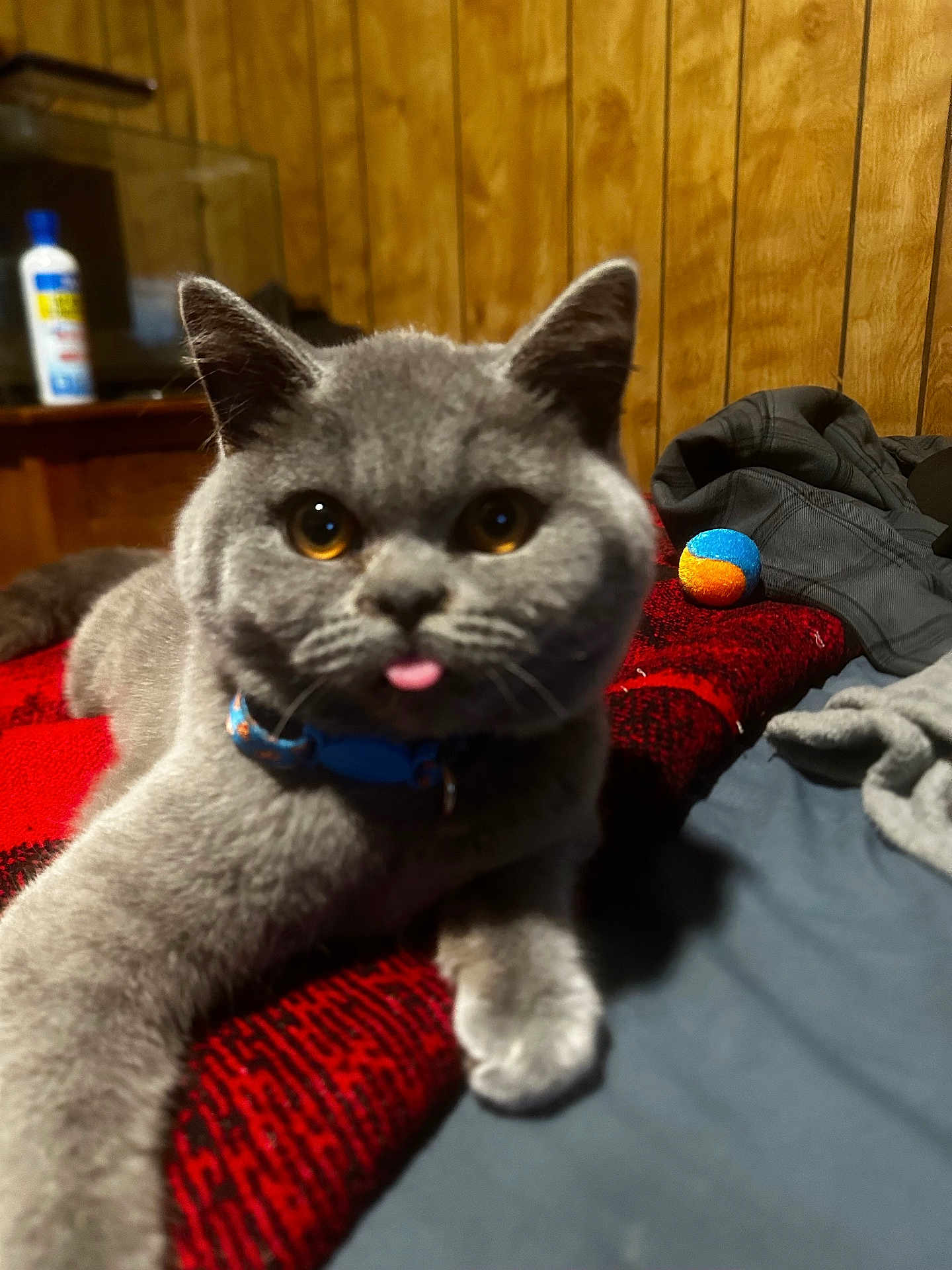 Felix is registered to the contest to win money with this photo: cat, gray_cat, pet, animal, tongue_out, collar, indoor, blanket, red_blanket, wood_paneling, ball, clothing, bed, feline, cute, close_up, relaxed, domestic_cat, fur, playful