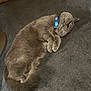 Felix joined the competition — help win amazing prizes! cat, gray_cat, sleeping, collar, pet, fur, curled_up, indoor, carpet, resting, animal, cute, mammal, whiskers, feline, paw, domestic_animal, cozy, relaxed, blue_collar