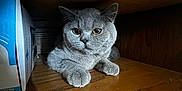 Felix joined the competition — help win amazing prizes! cat, gray_cat, pet, animal, feline, wooden_shelf, box, indoor, closeup, curious, amber_eyes, fur, resting, cozy, shadow, quiet, cute, domestic, sitting, furniture