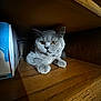 cat, gray_cat, pet, animal, feline, wooden_shelf, box, indoor, closeup, curious, amber_eyes, fur, resting, cozy, shadow, quiet, cute, domestic, sitting, furniture