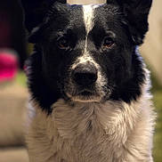 Mellow is registered to the contest to win money with this photo: adorable, alert, animal, black_and_white, canine, close_up, companion, cute, dog, domestic_animal, ears, face, fluffy, friendly, fur, indoor, looking_at_camera, mammal, pet, portrait