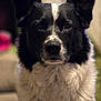 adorable, alert, animal, black_and_white, canine, close_up, companion, cute, dog, domestic_animal, ears, face, fluffy, friendly, fur, indoor, looking_at_camera, mammal, pet, portrait