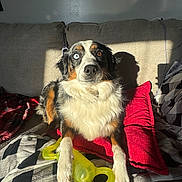 Bailey is registered to the contest to win money with this photo: dog, heterochromia, blue_eye, brown_eye, couch, red_pillow, yellow_toy, sunlight, shadow, fur, pet, indoor, relaxing, chew_toy, blanket, home, animal, portrait, sitting, cozy