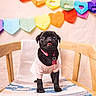 dog, puppy, pug, black_dog, pink_shirt, collar, chair, blanket, heart_garland, rainbow_colors, indoor, cute, pet, animal, small_dog, wooden_chair, decor, adorable, tongue_out, portrait