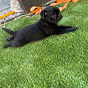 Millie joined the competition — help win amazing prizes! puppy, dog, black_dog, grass, outdoor, pet, canine, young_dog, playing, curious, leash, footwear, sneakers, orange_strap, green_grass, animal, cute, small_dog, side_view, relaxed