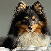 Tsuki participe au concours pour gagner de l'argent avec cette photo : animal, bed, calm, companion, cute, dog, ears, eyes, face, fluffy, fur, furry, indoor, mammal, nose, pet, portrait, shetland_sheepdog, tri_color, whiskers