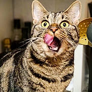 Mina participe au concours pour gagner de l'argent avec cette photo : cat, tabby, licking, tongue, wide_eyes, indoor, kitchen, feline, pet, fur, whiskers, close_up, curious, animal, mammal, domestic, cute, expression, portrait, background_blur
