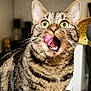 cat, tabby, licking, tongue, wide_eyes, indoor, kitchen, feline, pet, fur, whiskers, close_up, curious, animal, mammal, domestic, cute, expression, portrait, background_blur