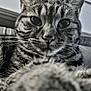 Mina participe au concours pour gagner de l'argent avec cette photo : cat, tabby_cat, close_up, paw, whiskers, feline, animal, pet, fur, black_and_white, portrait, indoor, eyes, nose, ears, cute, relaxed, focus, texture, muzzle