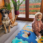 Atila a rejoint le concours — aidez-le/la à gagner de superbes lots ! dog, puppy, baby, pacifier, toy_car, colorful_mat, indoor, plants, window, wooden_floor, child, playtime, pet, home, natural_light, furniture, sitting, cute, cozy, floor