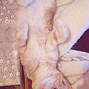 Kyö participe au concours pour gagner de l'argent avec cette photo : cat, fluffy, lying_down, paws_up, curious, blanket, fabric, cozy, indoor, pet, fur, orange_and_white, resting, cute, relaxed, animal, whiskers, bed, soft, close_up