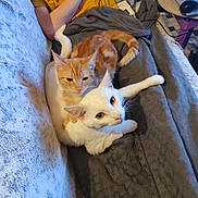 Kyö a rejoint le concours — aidez-le/la à gagner de superbes lots ! cat, orange_cat, white_cat, couch, blanket, person, yellow_shirt, indoor, pet, snuggling, animal, fur, relaxing, cozy, domestic, tail, ear, whiskers, paw, home