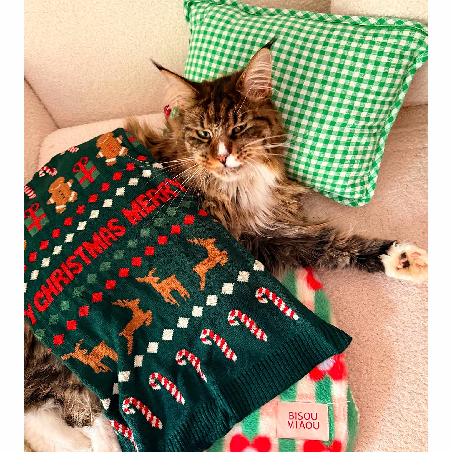 Vaïna Petersen a rejoint le concours — aidez-le/la à gagner de superbes lots ! blanket, candy_cane, cat, checkered_pillow, christmas_sweater, couch, cozy, festive, floral_pattern, fur, furniture, gingerbread_man, green_pillow, holiday, indoor, pet, reindeer, relaxed, resting, striped_blanket