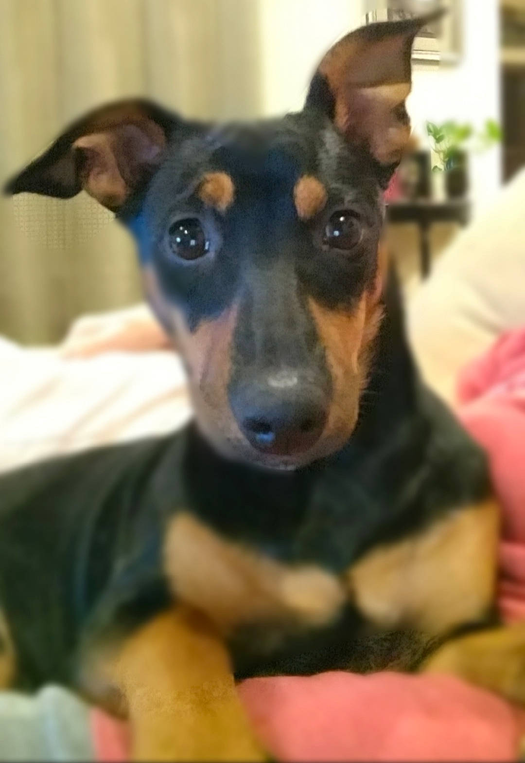 Lola joined the competition — help win amazing prizes! black_and_tan_terrier, canidae, carnivore, dog, dog_breed, english_toy_terrier, german_pinscher, huntaway, mammal, manchester_terrier, miniature_pinscher, pinscher, potcake_dog, rare_breed_dog, snout, toy_dog, toy_manchester_terrier, vertebrate, whiskers, working_dog