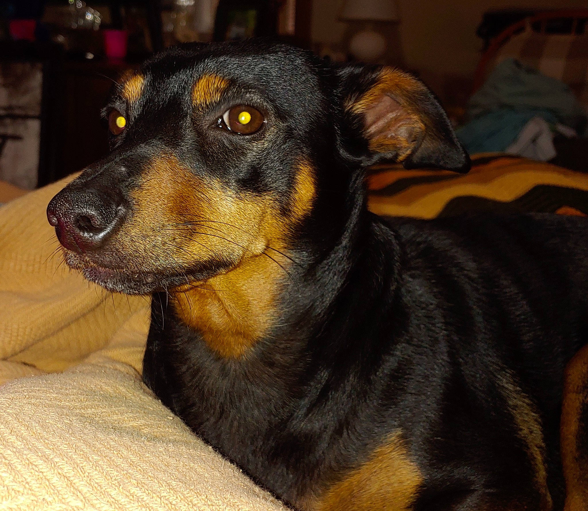 Lola joined the competition — help win amazing prizes! austrian_black_and_tan_hound, beauceron, black_and_tan_terrier, canidae, carnivore, dog, dog_breed, german_pinscher, huntaway, jagdterrier, mammal, manchester_terrier, miniature_pinscher, pinscher, rare_breed_dog, smaland_hound, snout, toy_manchester_terrier, vertebrate, whiskers