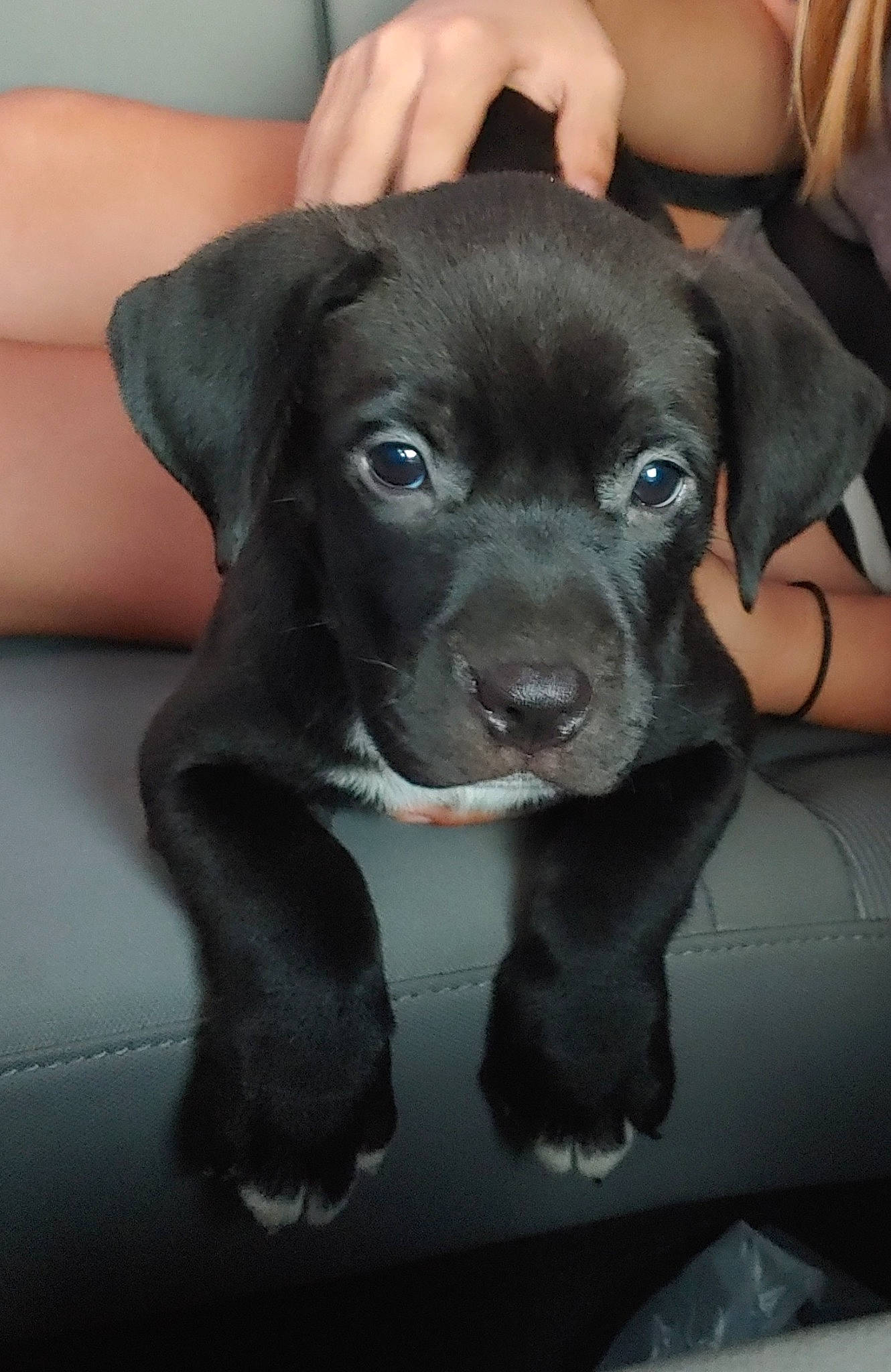 Finn is registered to the contest to win money with this photo: beagador, borador, cane_corso, canidae, carnivore, companion_dog, dog, dog_breed, fawn, great_dane, guard_dog, labrador_retriever, mammal, patterdale_terrier, puppy, rare_breed_dog, snout, sporting_group, vertebrate, whiskers