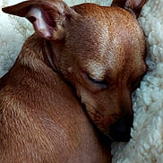 Anastasia Lee joined the competition — help win amazing prizes! dog, sleeping, brown, small_dog, close_up, ears, fur, blanket, cozy, rest, nap, pet, animal, cute, indoor, soft_texture, curled_up, peaceful, relaxed, companion