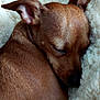 dog, sleeping, brown, small_dog, close_up, ears, fur, blanket, cozy, rest, nap, pet, animal, cute, indoor, soft_texture, curled_up, peaceful, relaxed, companion
