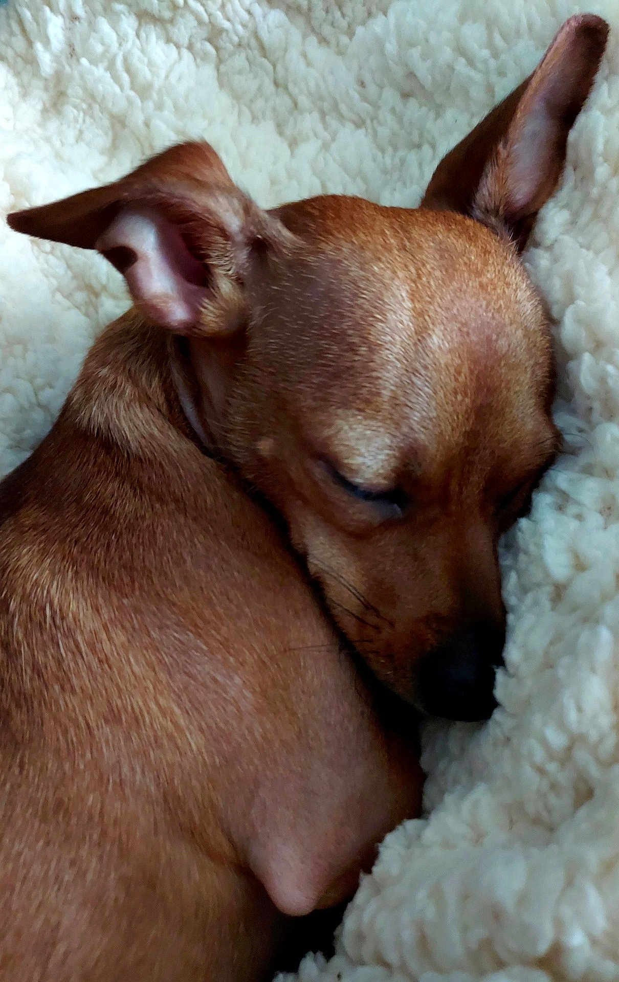 Anastasia Lee joined the competition — help win amazing prizes! dog, sleeping, brown, small_dog, close_up, ears, fur, blanket, cozy, rest, nap, pet, animal, cute, indoor, soft_texture, curled_up, peaceful, relaxed, companion