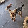 animal, black_fur, brown_fur, canine, chew_stick, companion, dog, domestic_animal, ears_up, floor, indoor, light_fur, looking, pet_bed, pet_toy, playful, small_dog, tail, tile_floor, toy