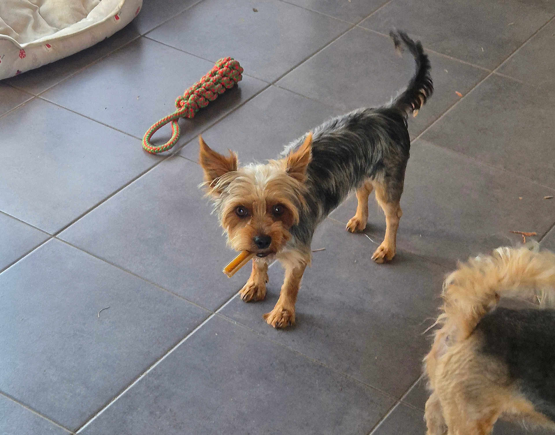Cheyenne a rejoint le concours — aidez-le/la à gagner de superbes lots ! dog, small_dog, toy, chew_stick, floor, tile_floor, pet_bed, indoor, tail, canine, animal, looking, ears_up, brown_fur, black_fur, light_fur, pet_toy, domestic_animal, companion, playful