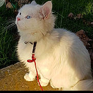 Flocon a rejoint le concours — aidez-le/la à gagner de superbes lots ! animal, blue_eyes, cat, collar, curious, cute, daylight, domestic, fence, fluffy, fur, grass, leash, nature, outdoor, pet, side_view, sitting, whiskers, white_cat
